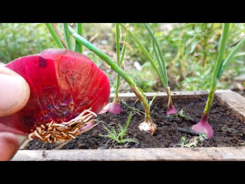 Semillas de Cebolla Roja: Cultiva y disfruta de su sabor único