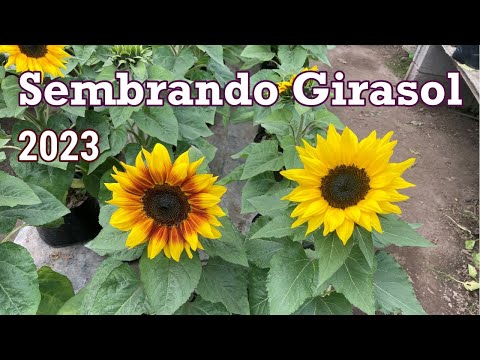 Semillas de Girasol Enano: La mejor opción para tu jardín