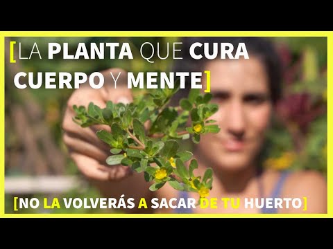 Semillas de Epazote Morado ST: ¡Descubre el sabor y beneficios únicos!