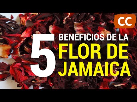 Semillas de Jamaica ST: Beneficios y usos de este superalimento